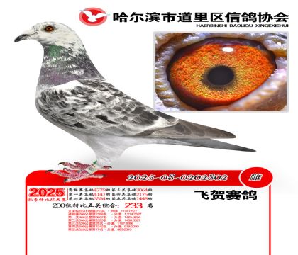 道里五关鸽王200组233名