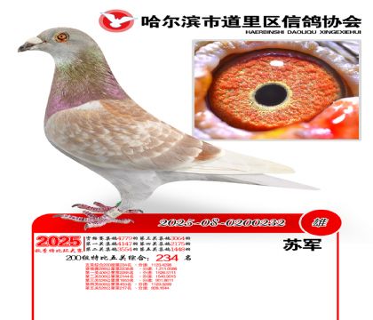 道里五关鸽王200组234名