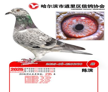 道里五关鸽王200组235名