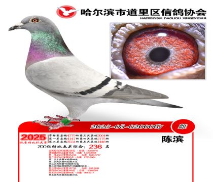 道里五关鸽王200组236名