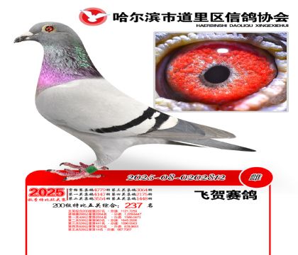道里五关鸽王200组237名
