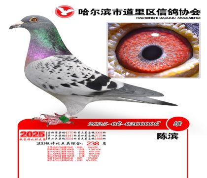 道里五关鸽王200组238名