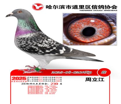 道里五关鸽王200组239名