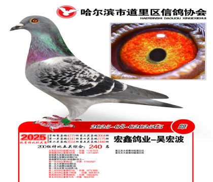 道里五关鸽王200组240名