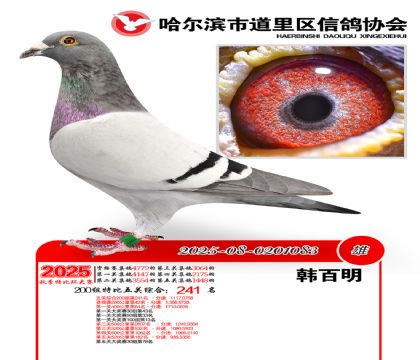 道里五关鸽王200组241名