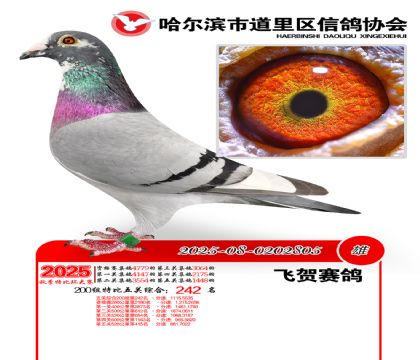 道里五关鸽王200组242名