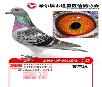 道里五关鸽王200组243名