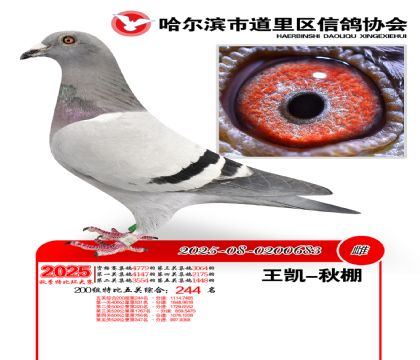 道里五关鸽王200组244名