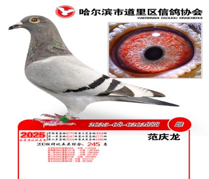 道里五关鸽王200组245名