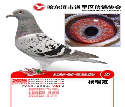 道里五关鸽王200组246名
