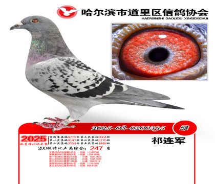 道里五关鸽王200组247名