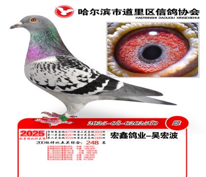 道里五关鸽王200组248名