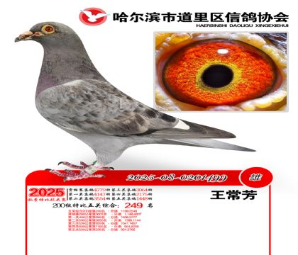 道里五关鸽王200组249名