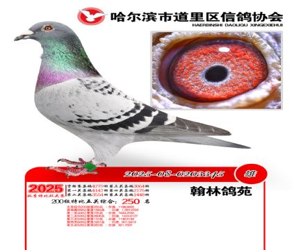 道里五关鸽王200组250名