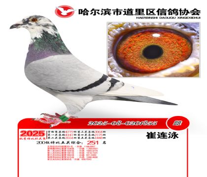 道里五关鸽王200组251名