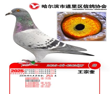 道里五关鸽王200组253名