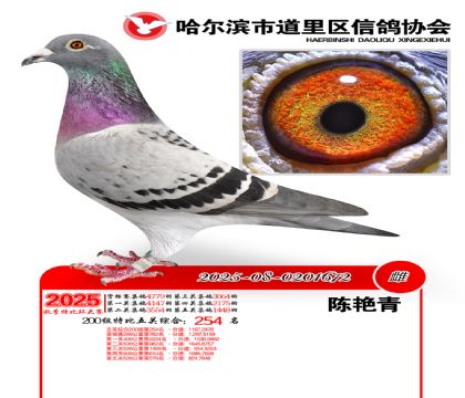 道里五关鸽王200组254名