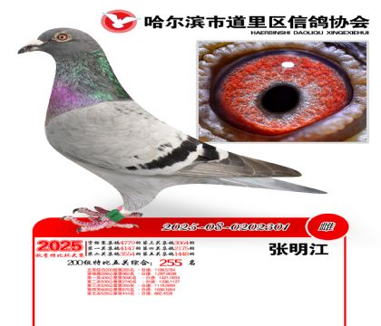 道里五关鸽王200组255名