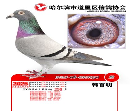 道里五关鸽王200组256名