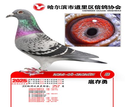 道里五关鸽王200组257名
