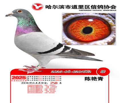 道里五关鸽王200组258名