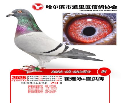 道里五关鸽王200组259名