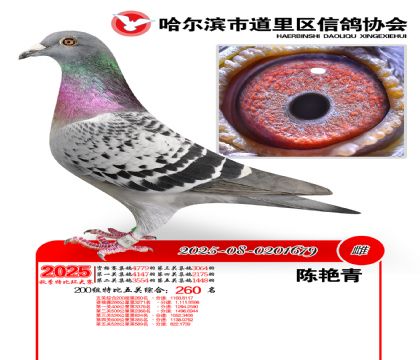 道里五关鸽王200组260名