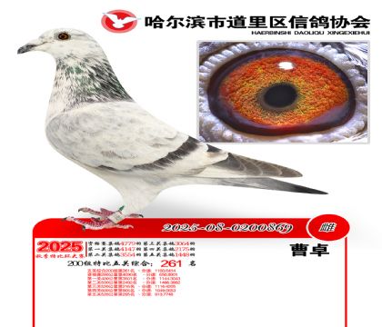 道里五关鸽王200组261名