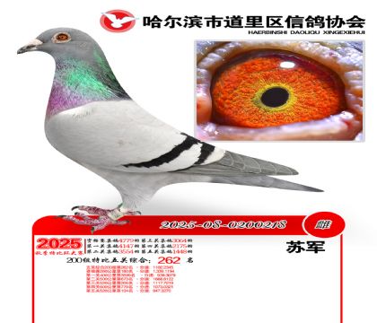 道里五关鸽王200组262名
