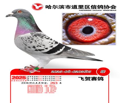 道里五关鸽王200组263名