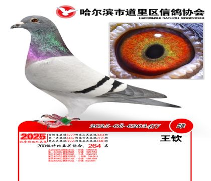 道里五关鸽王200组264名
