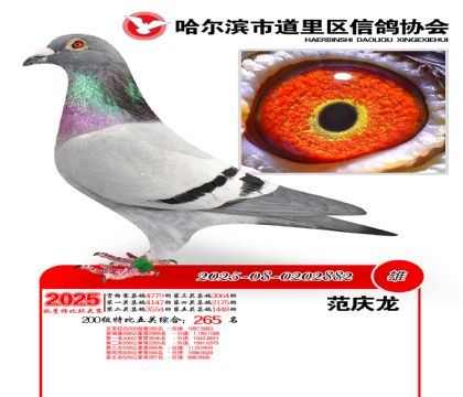 道里五关鸽王200组265名
