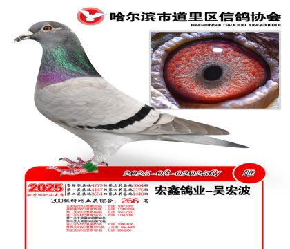 道里五关鸽王200组266名