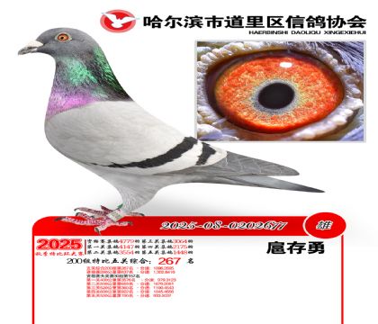道里五关鸽王200组267名