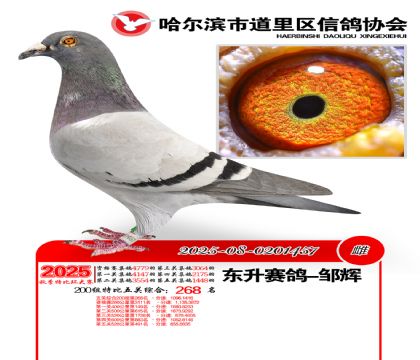 道里五关鸽王200组268名
