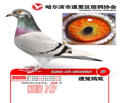 道里五关鸽王200组269名