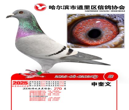 道里五关鸽王200组270名