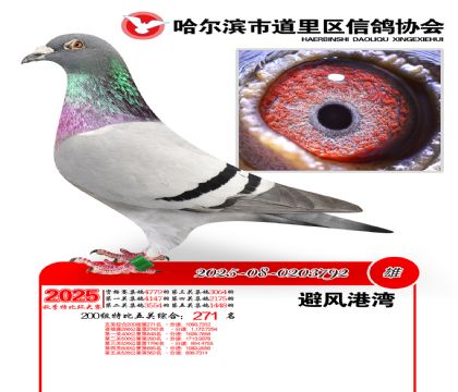 道里五关鸽王200组271名