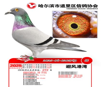 道里五关鸽王200组272名