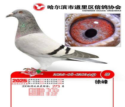 道里五关鸽王200组273名