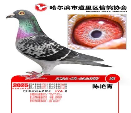 道里五关鸽王200组274名