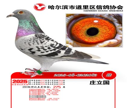 道里五关鸽王200组275名