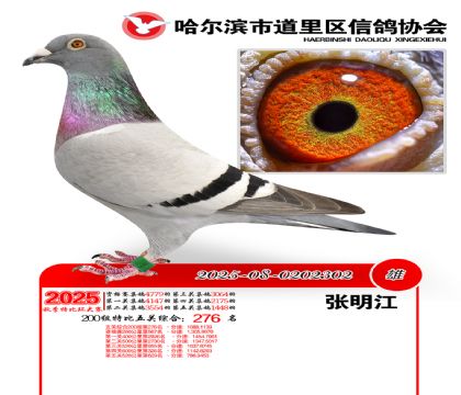 道里五关鸽王200组276名