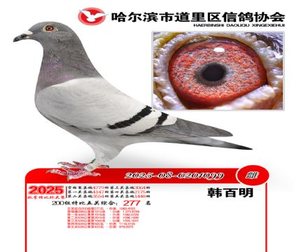 道里五关鸽王200组277名