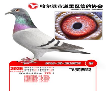 道里五关鸽王200组278名