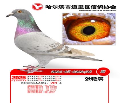 道里五关鸽王200组281名