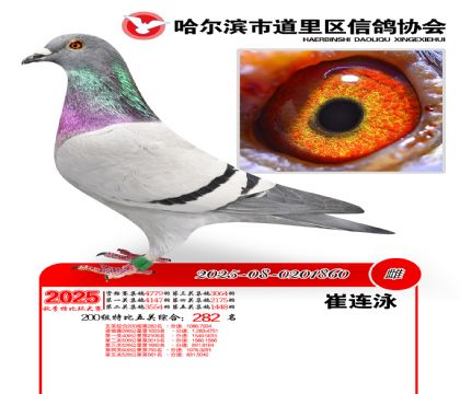 道里五关鸽王200组282名