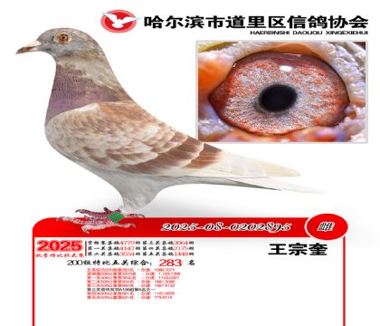 道里五关鸽王200组283名