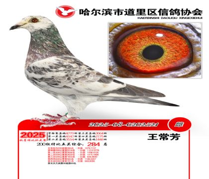 道里五关鸽王200组284名