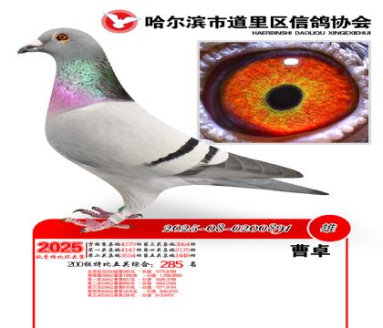 道里五关鸽王200组285名